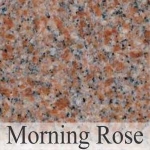 morning rose1